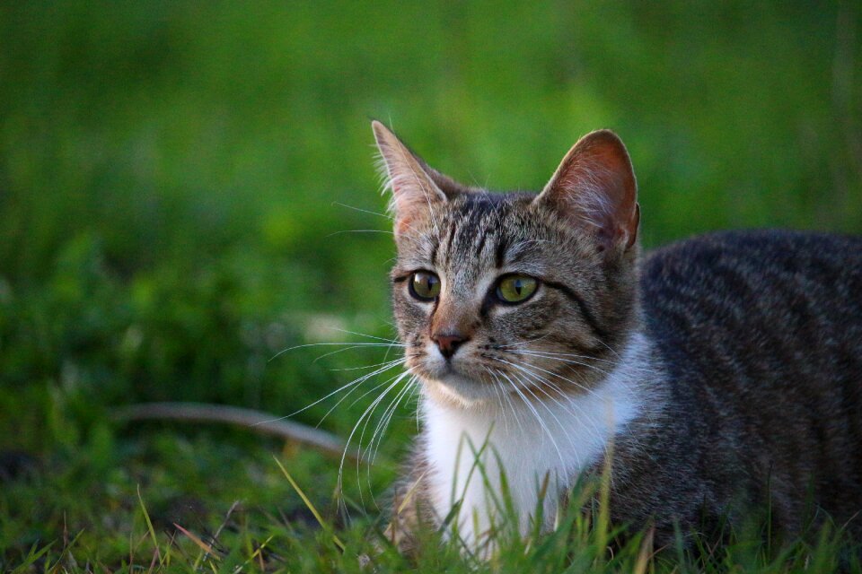 Young cat domestic cat mackerel