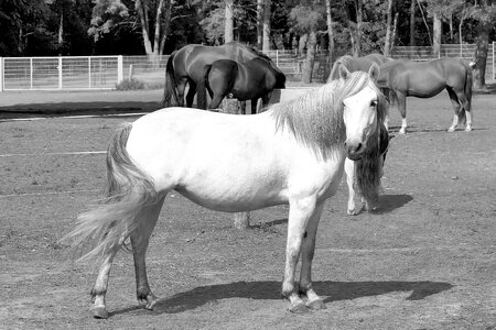 Horses white horse black white photo