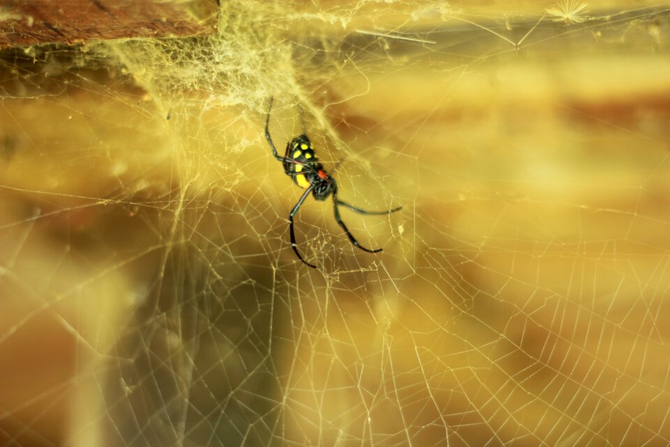 Arachnid arachnophobia insect