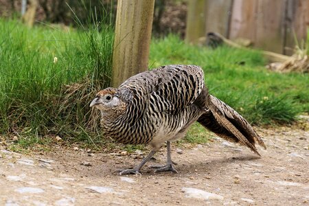 Bird galliformes plumage