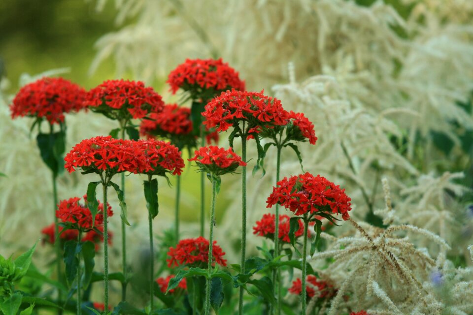 Aruncus red flower garden plant
