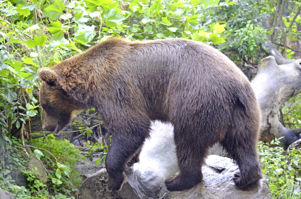 Predator fur dangerous