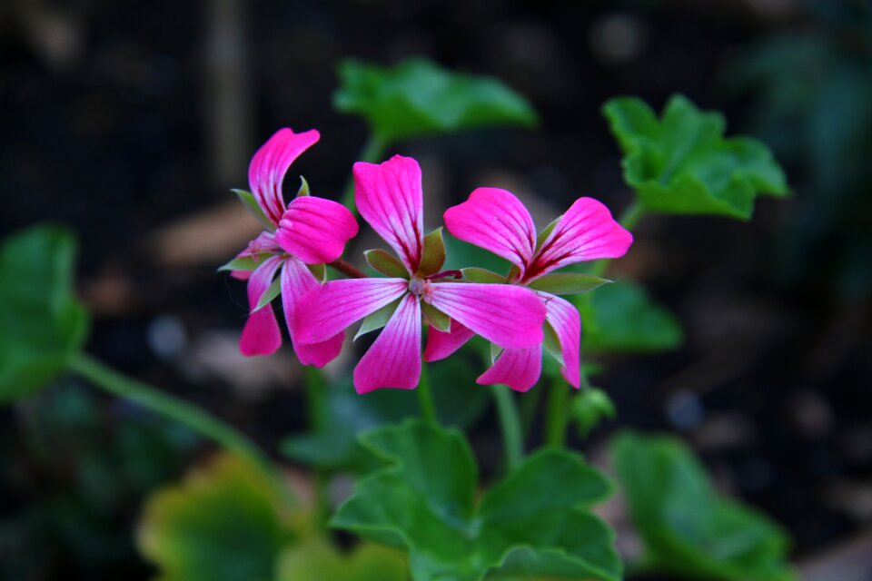 Summer spring nature