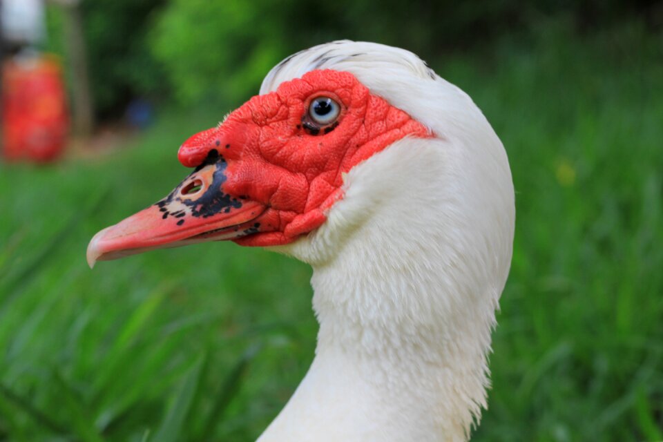 White duck animals paw