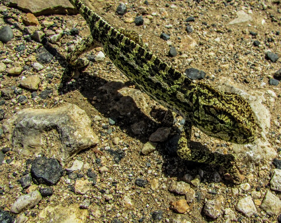Reptile wildlife fauna
