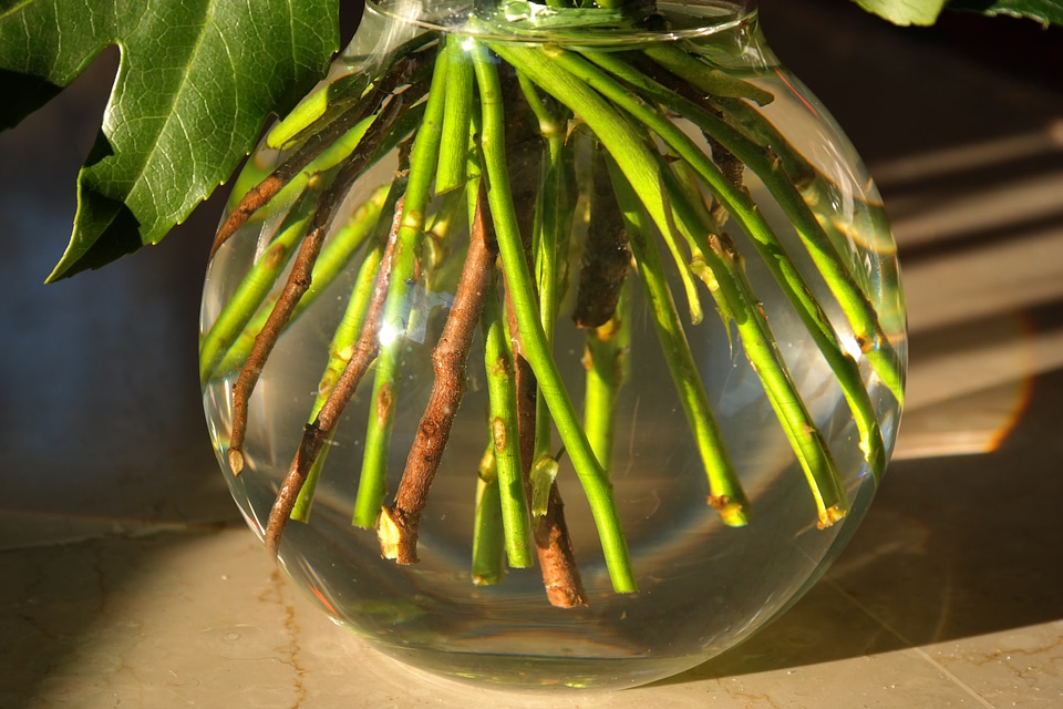 Flower stems stalk water
