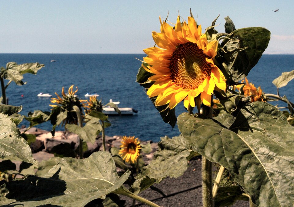 Summer sea nature