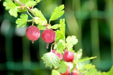 Fruit bush summer