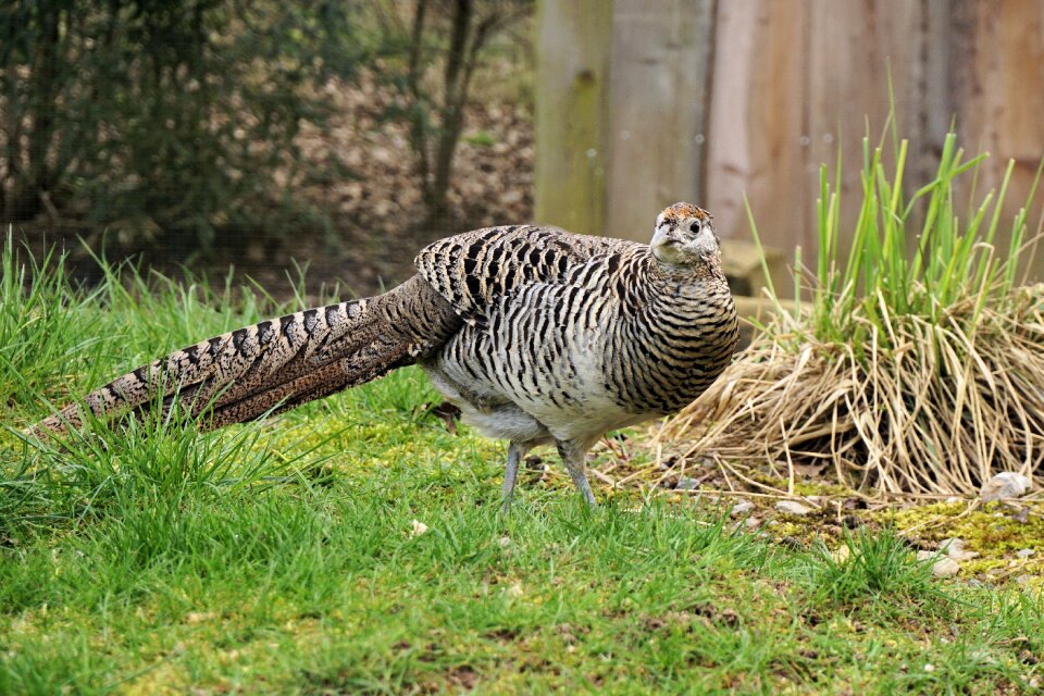 Bird galliformes plumage