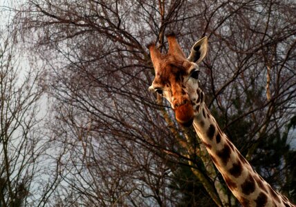 Wildlife animal mammal