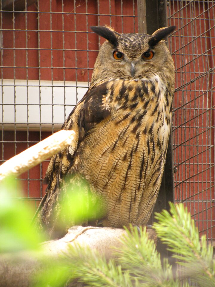 Injured bird birds treated nature