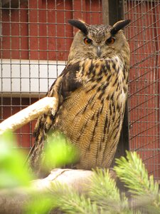 Injured bird birds treated nature