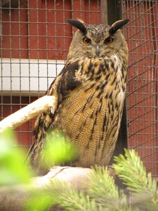 Injured bird birds treated nature photo