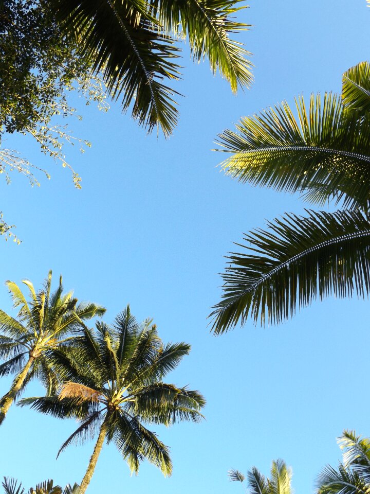 Green sunshine summer sky