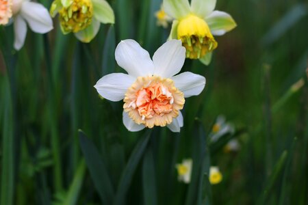 Nature garden spring flowers
