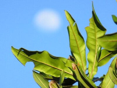 Moon branch