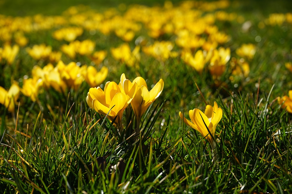 Spring frühlingsblüher yellow