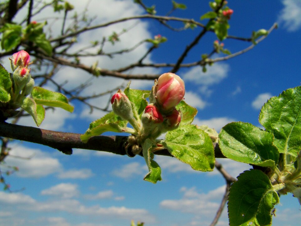 Apple tree flower buds spring