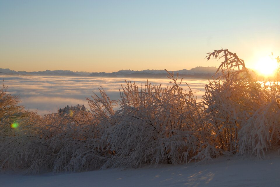 Snow bush backlighting photo