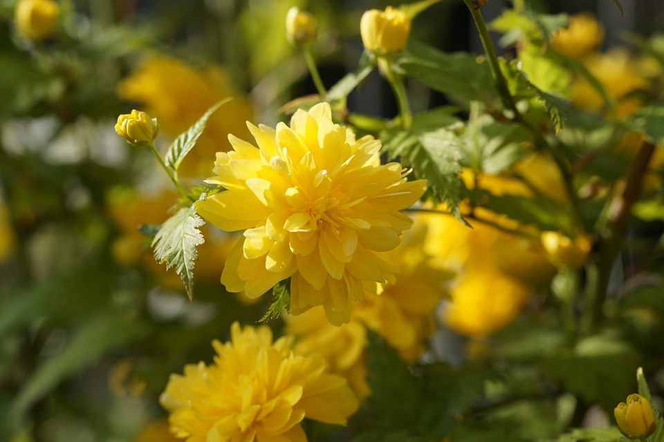 Blossom bloom yellow