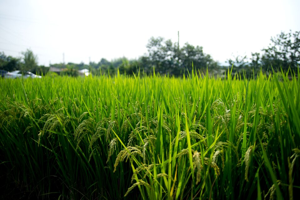 Rice paddies sulawesi ch photo