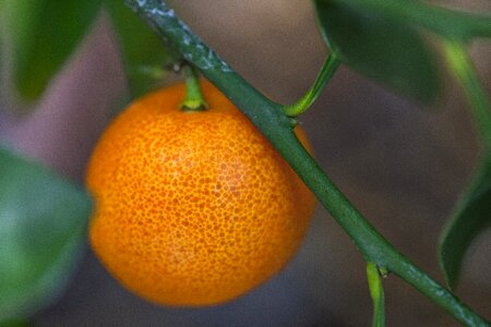 Citrus fruit orange