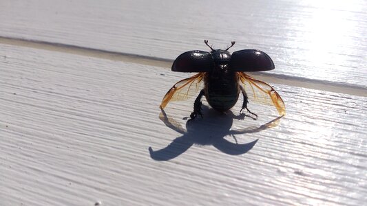 Animals perverse pond beetle