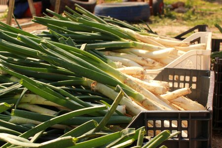 Green organic garden vegetable