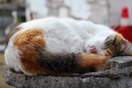 White ginger fur homeless