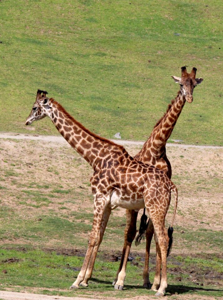 Africa safari nature