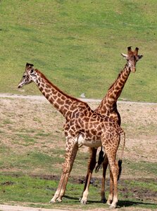 Africa safari nature