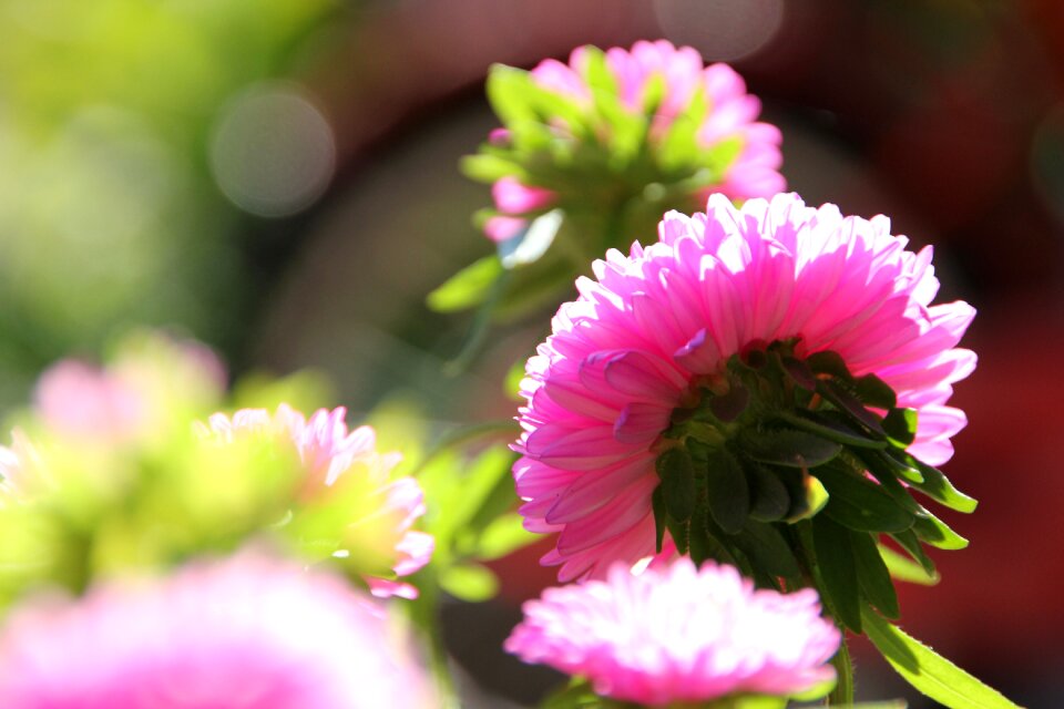 Blossom bloom pink