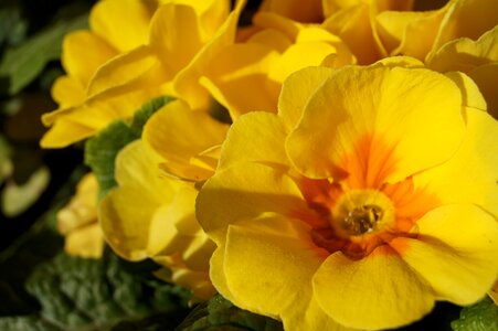 Flower nature yellow