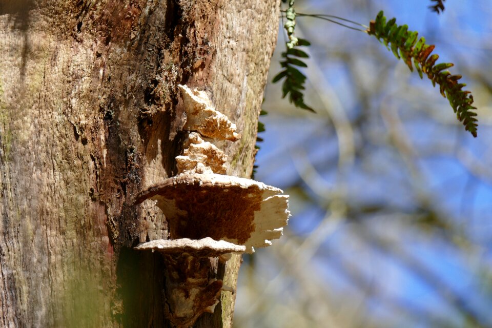 Bark forest nature