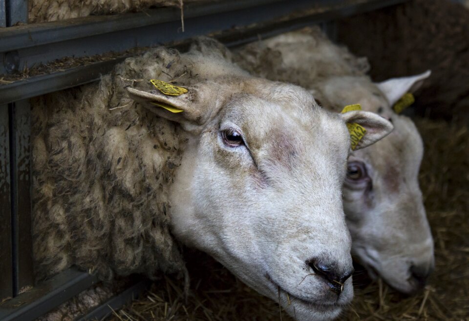 May agriculture wool