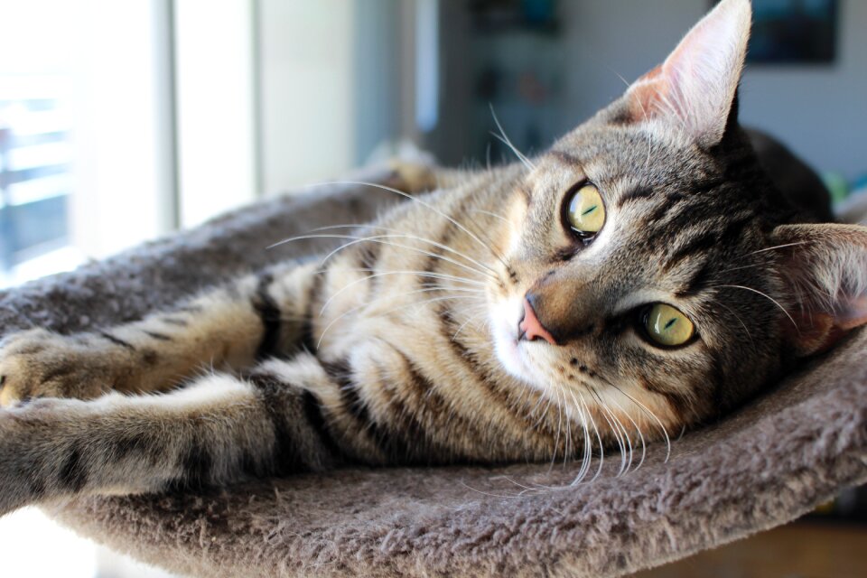 Tabby cat cat yellow eyes young cat photo