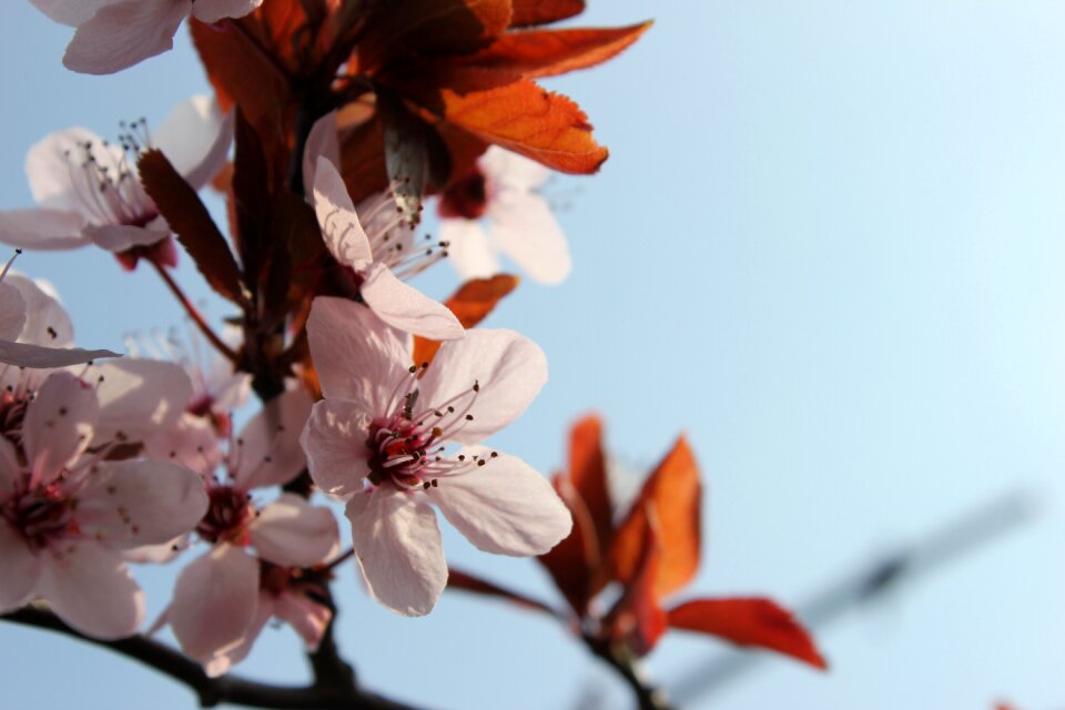 Branch full bloom pink and white
