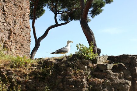 Bricks old town the seagull