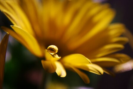 Gerbera plant rain