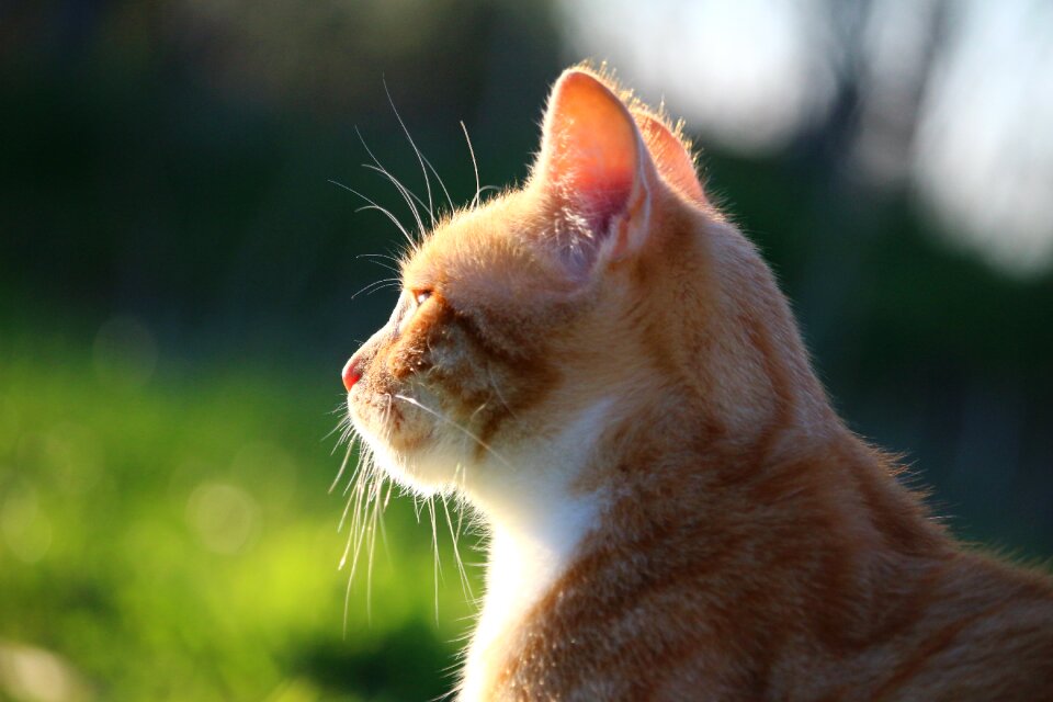 Red cat young cat domestic cat