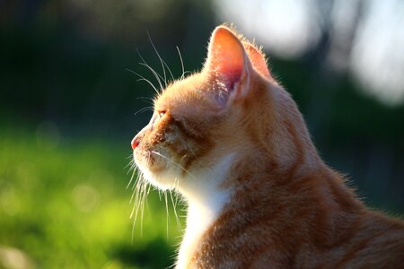Red cat young cat domestic cat photo