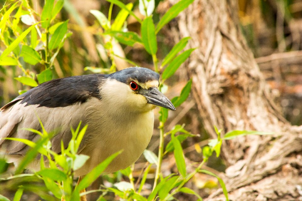 Wetland avian california