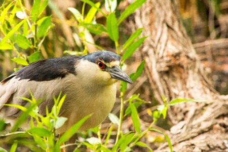 Wetland avian california photo