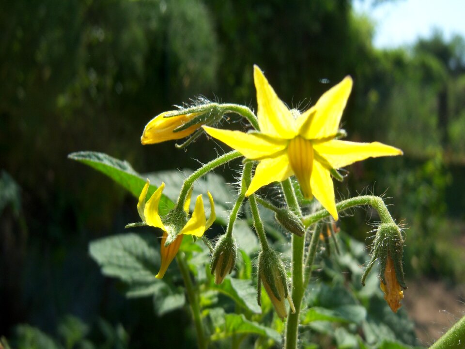 Vegetable healthy yellow