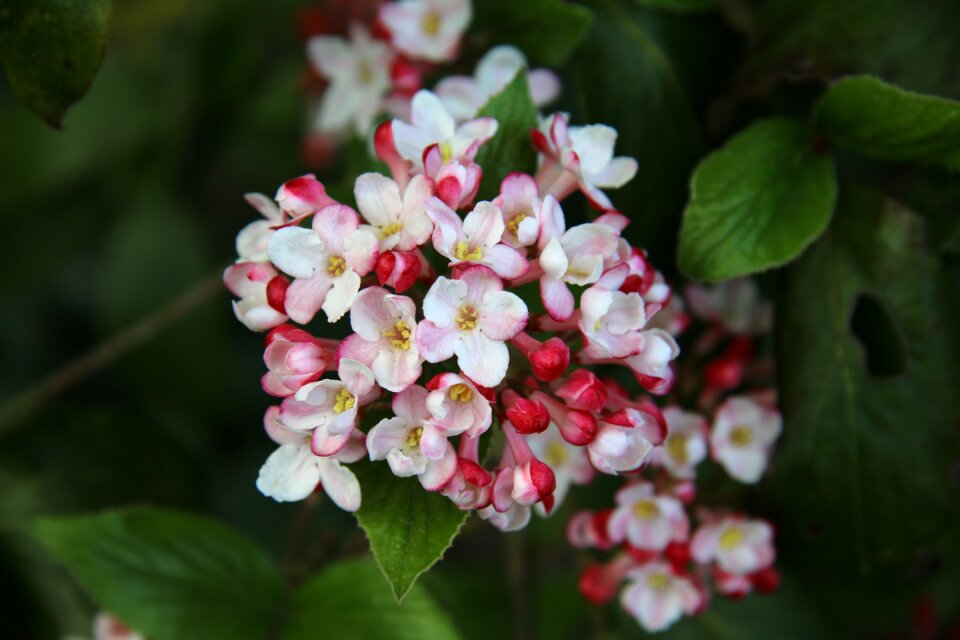 Garden nature flower