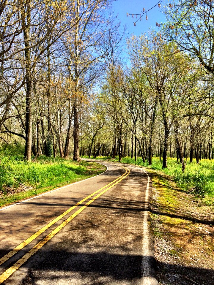 Nature forest landscape