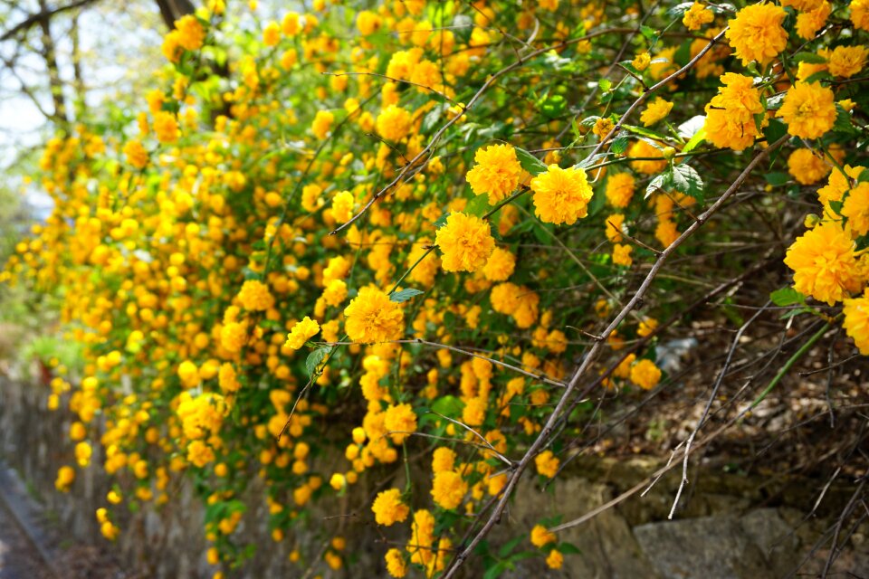 Spring flowers yellow flower april