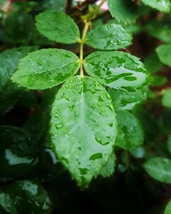 Rose leaves green wet