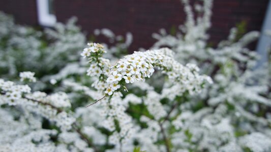 White flowers spring