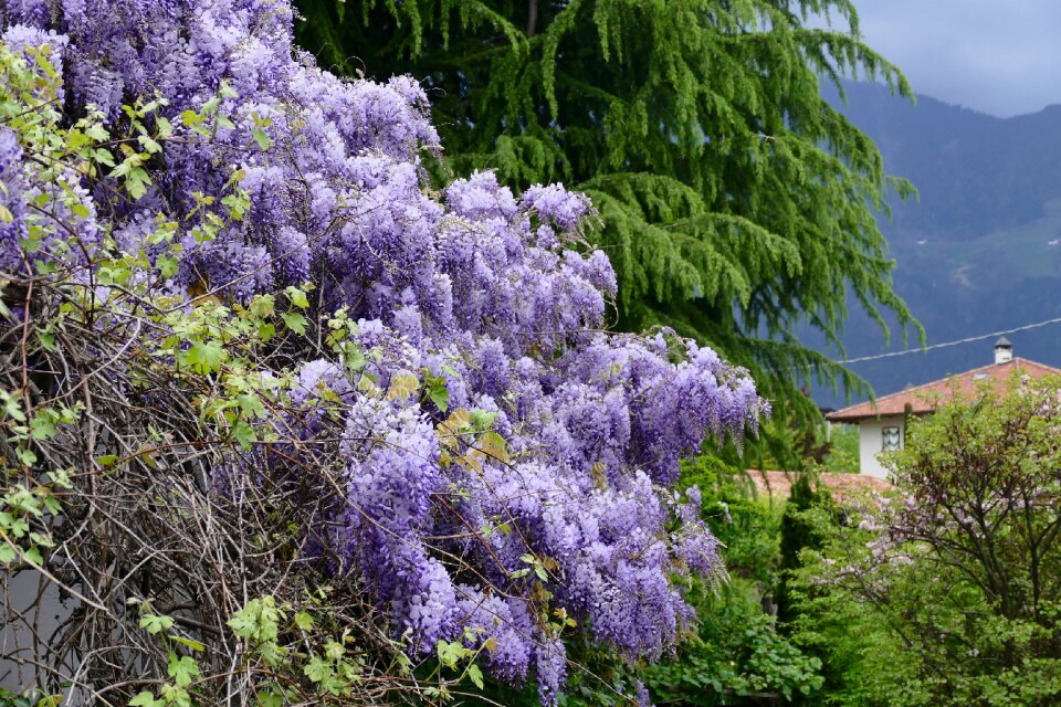 Purple bloom nature
